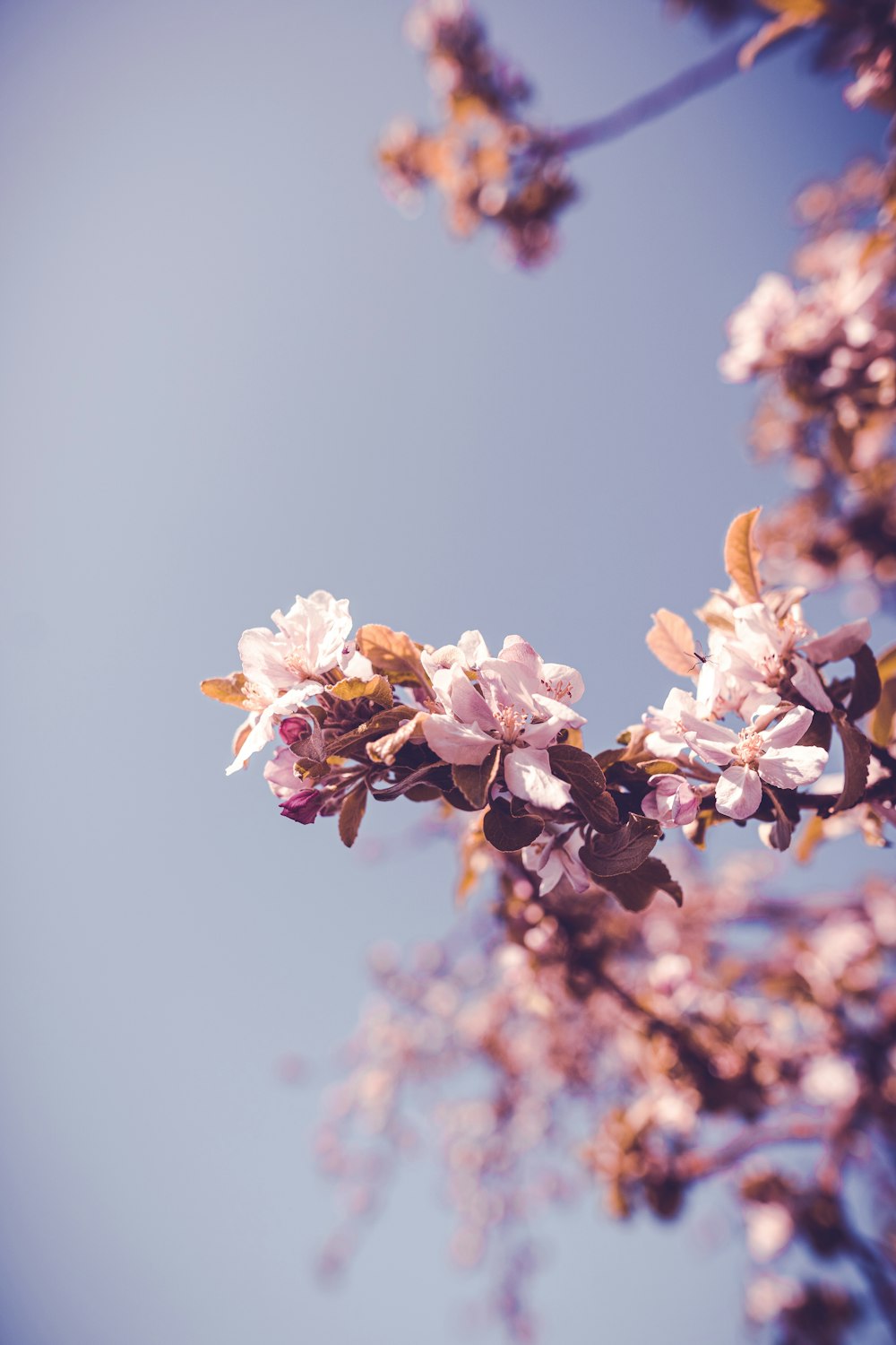 white and brown flower in tilt shift lens