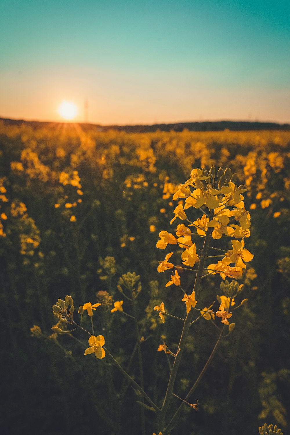 Campo de flores amarillas durante la puesta del sol