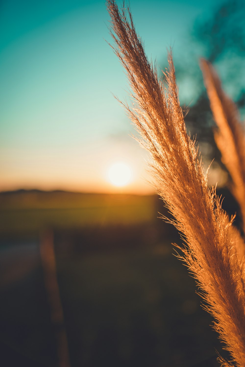 brown wheat in close up photography during daytime