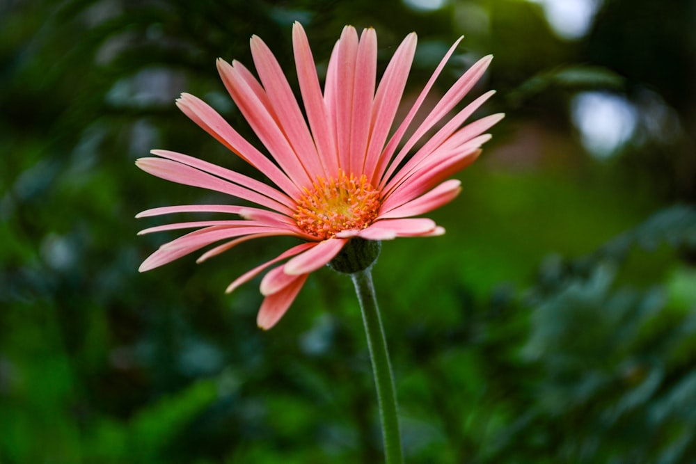 pink flower in tilt shift lens