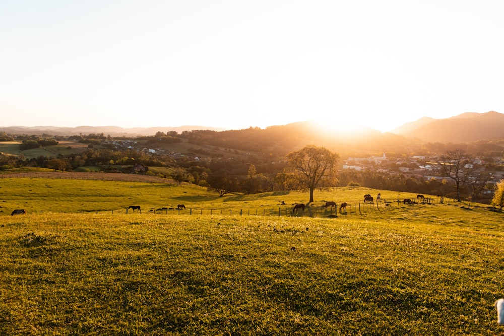 green grass field near brown mountain during daytime