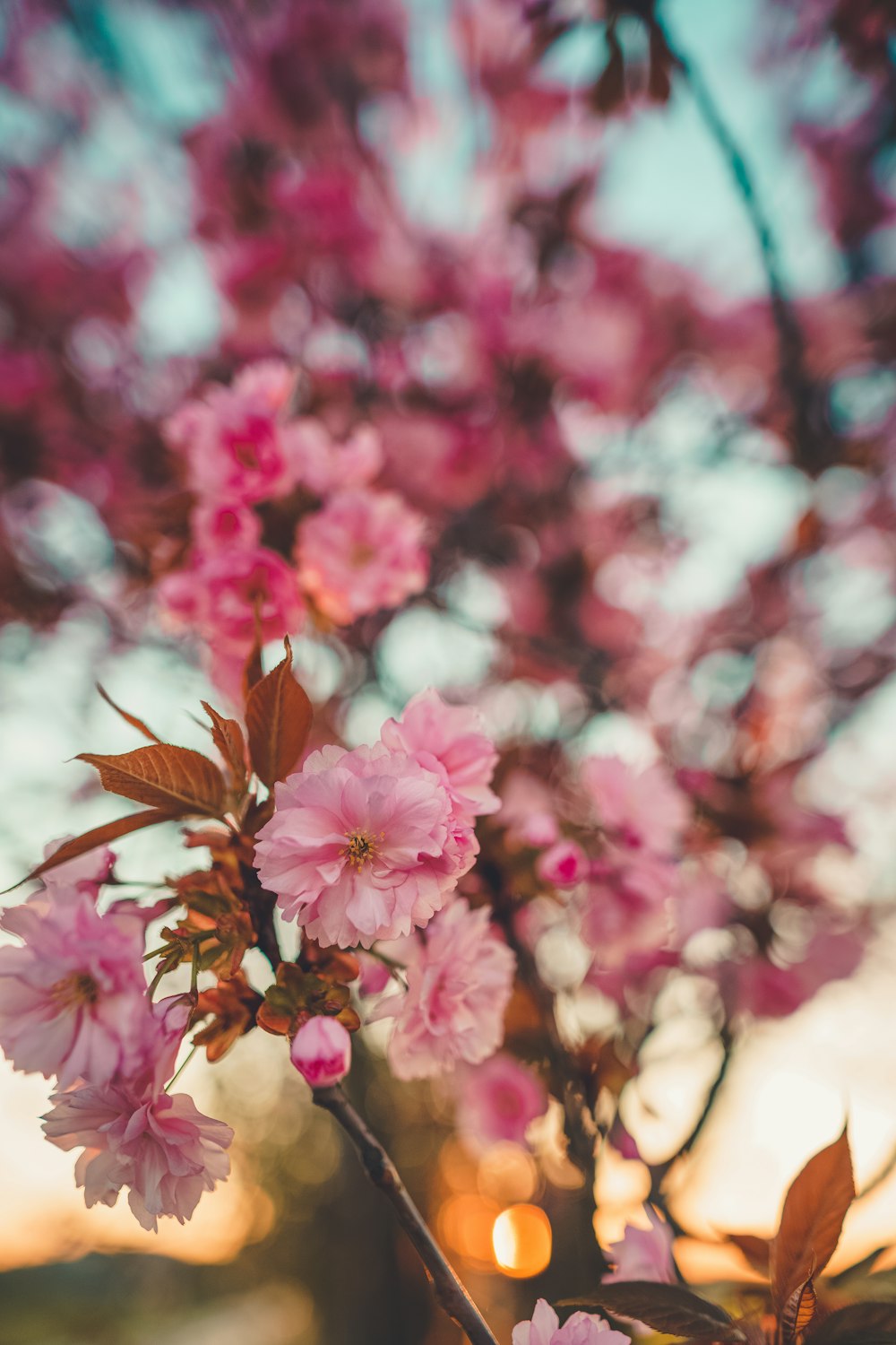 pink flowers in tilt shift lens