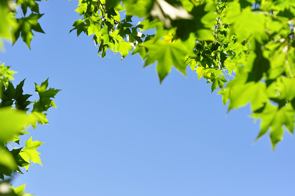 green tree under blue sky during daytime