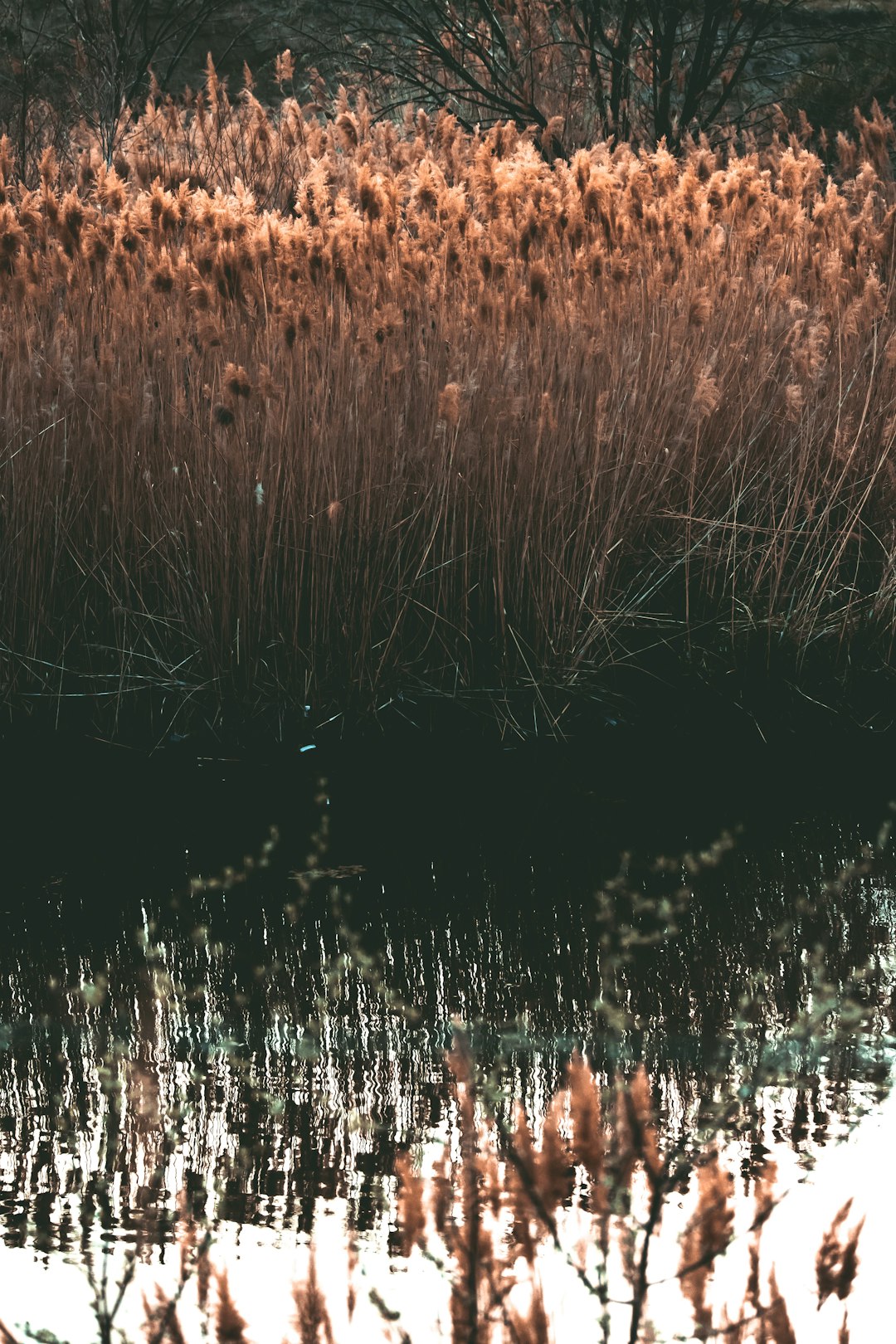 brown grass field during daytime