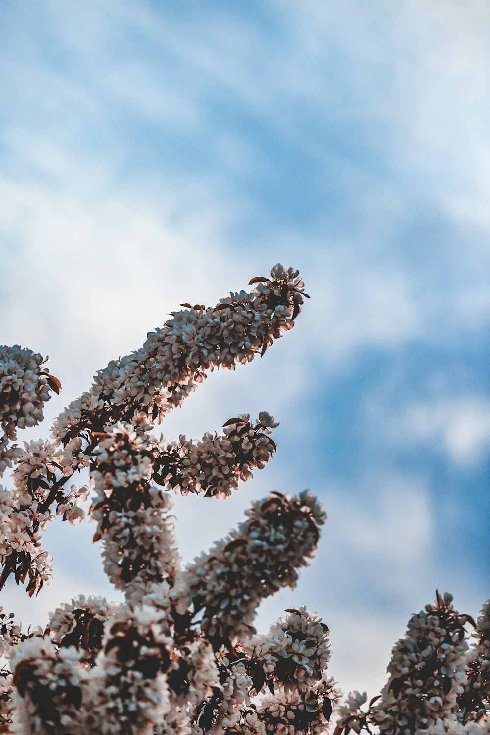 brown plant under blue sky during daytime