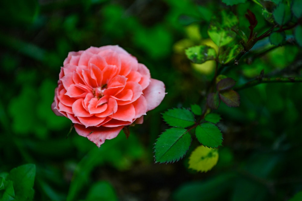 pink rose in bloom during daytime