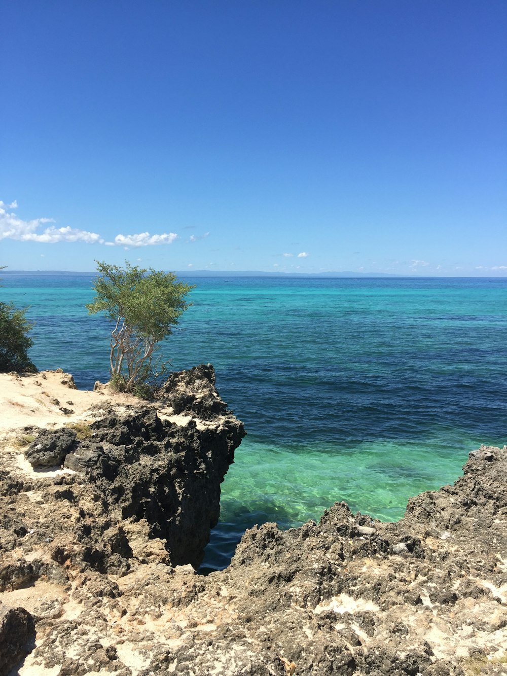 green tree on gray rock formation near blue sea under blue sky during daytime