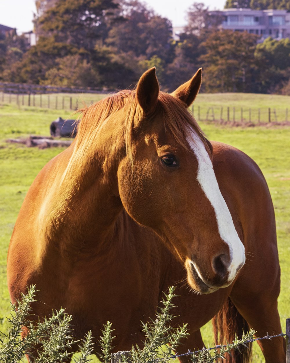 Caballo marrón y blanco en campo de hierba verde durante el día