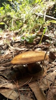 A mushroom is growing among dried leaves on the forest floor, surrounded by green foliage and natural woodland debris.
