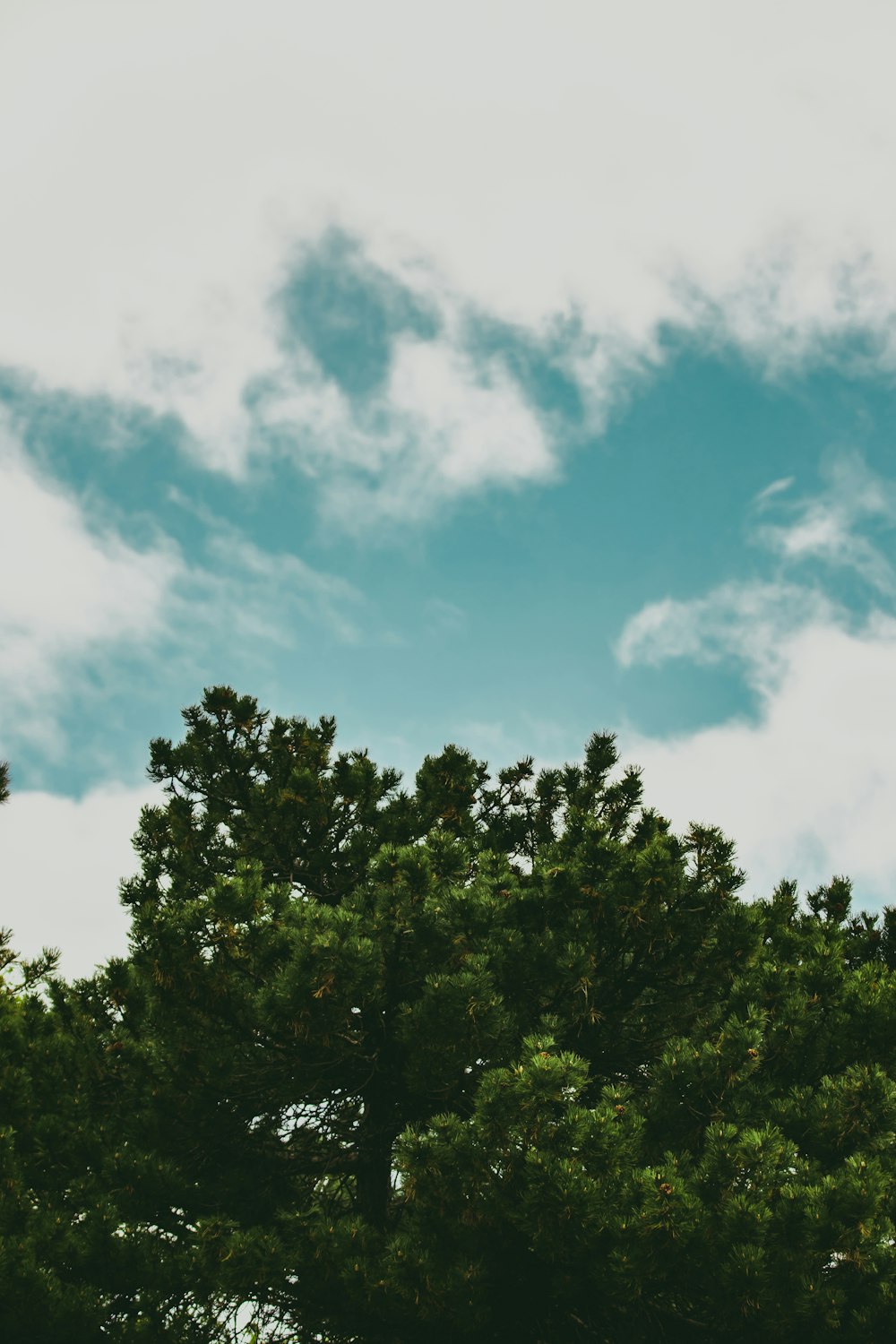 green trees under blue sky during daytime