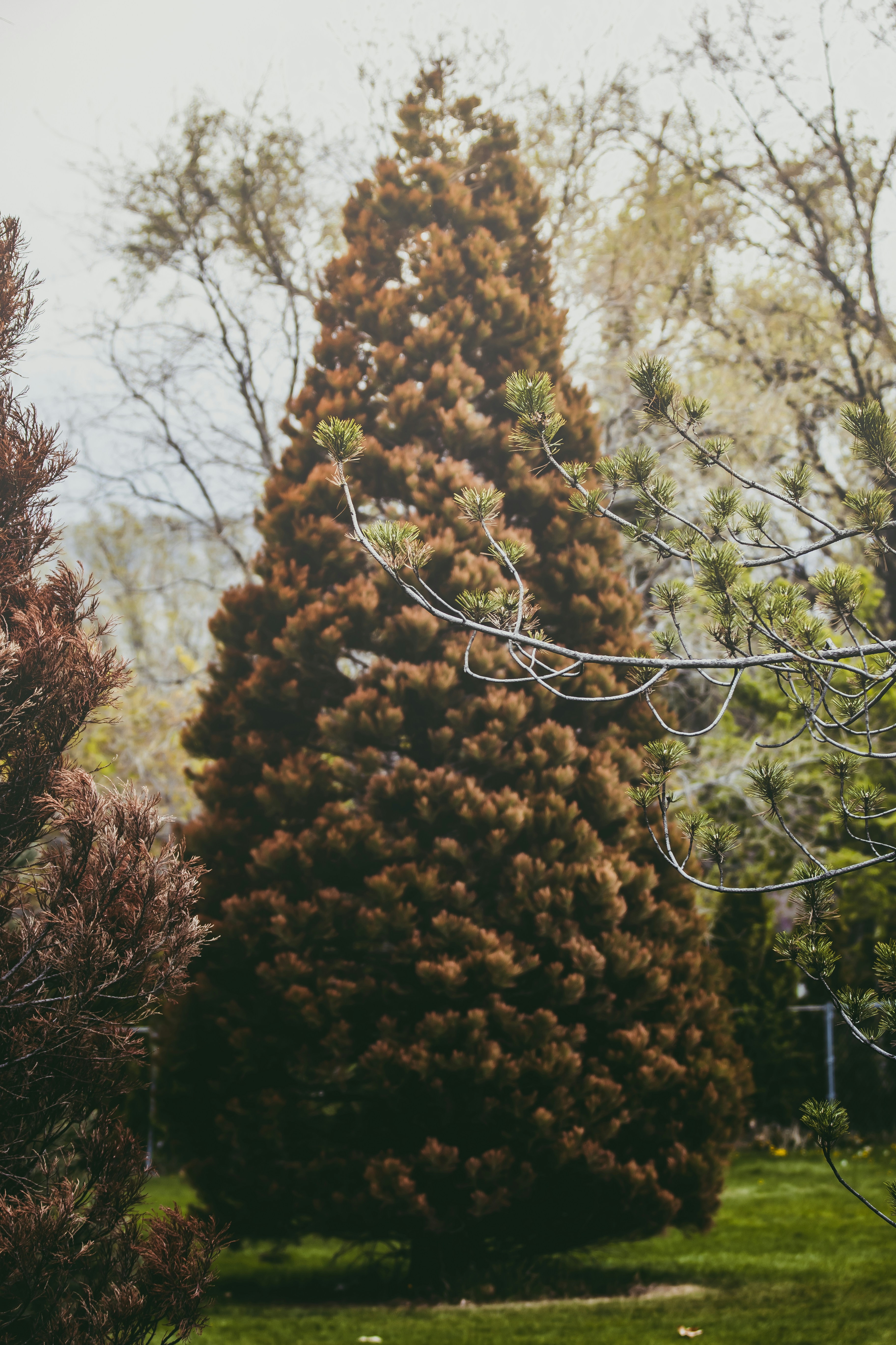 Brown tree under white sky during daytime photo – Free Salt lake city ...