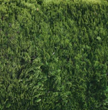 A neatly planted row of evergreen shrubs creating a natural privacy screen.