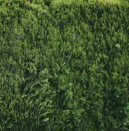 A dense, lush hedge of evergreen foliage with a rich texture and vibrant green color. The branches are tightly packed, creating a uniform and natural barrier.