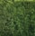 A dense, lush hedge of evergreen foliage with a rich texture and vibrant green color. The branches are tightly packed, creating a uniform and natural barrier.