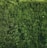 A dense, lush hedge of evergreen foliage with a rich texture and vibrant green color. The branches are tightly packed, creating a uniform and natural barrier.