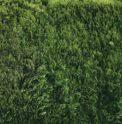 A dense, lush hedge of evergreen foliage with a rich texture and vibrant green color. The branches are tightly packed, creating a uniform and natural barrier.