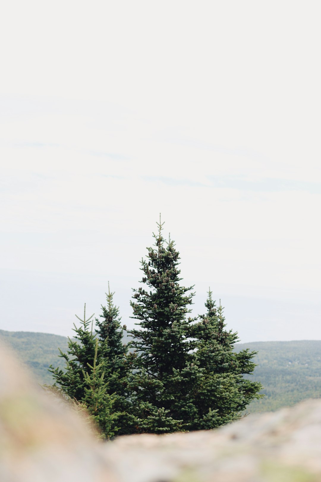 green pine tree on foggy weather