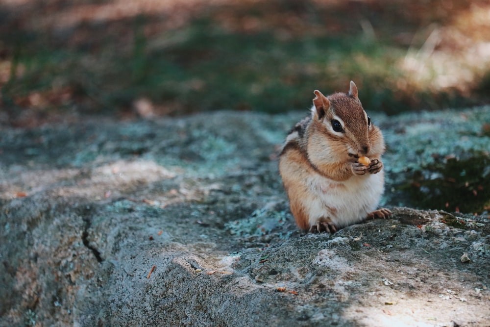 brown and white squirrel on brown rock