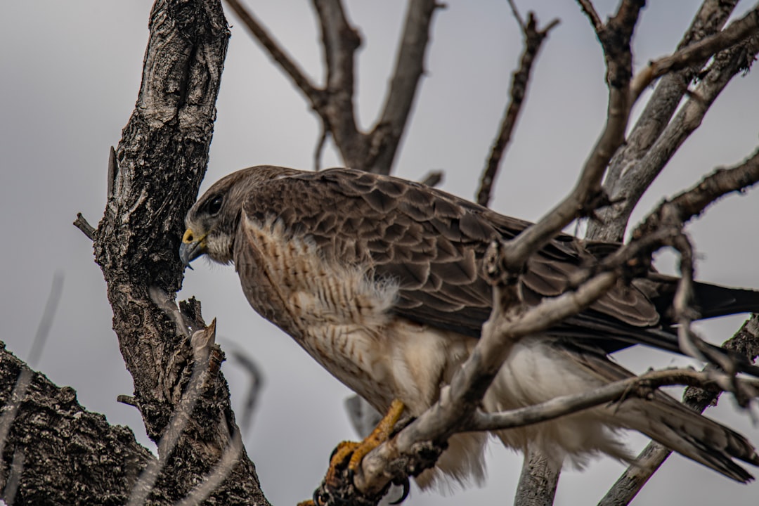 brown and white bird on tree branch during daytime