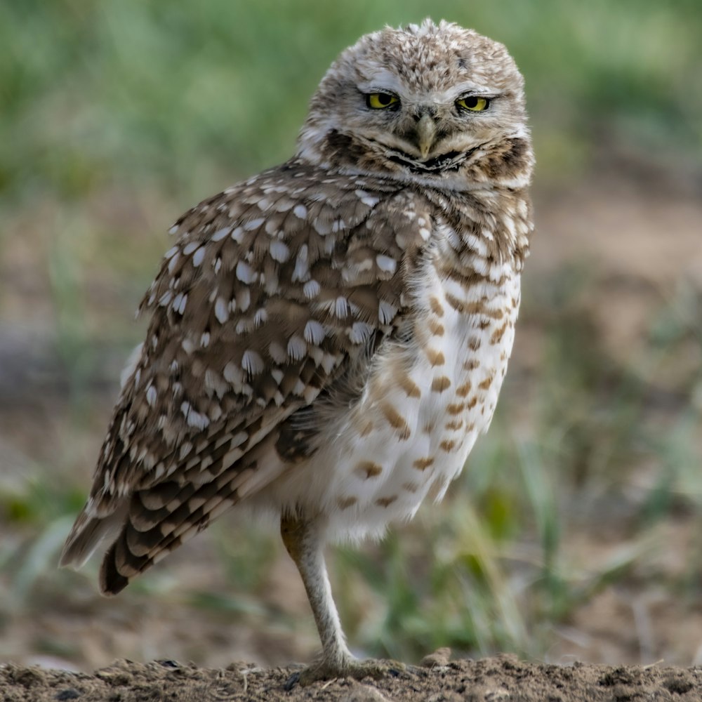 brown and white owl on brown ground during daytime