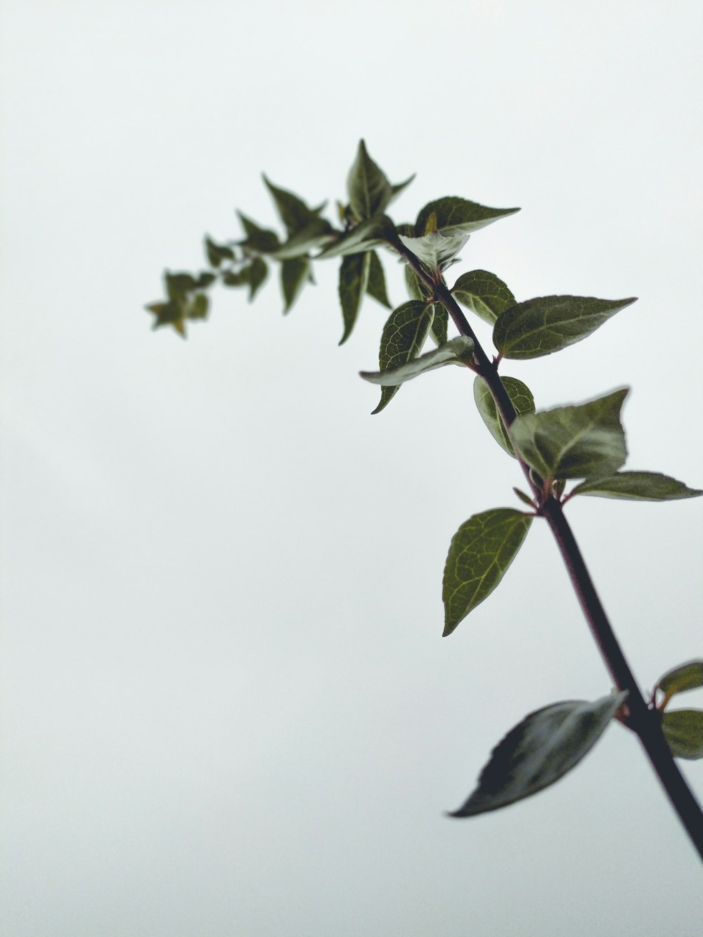 green leaves in close up photography