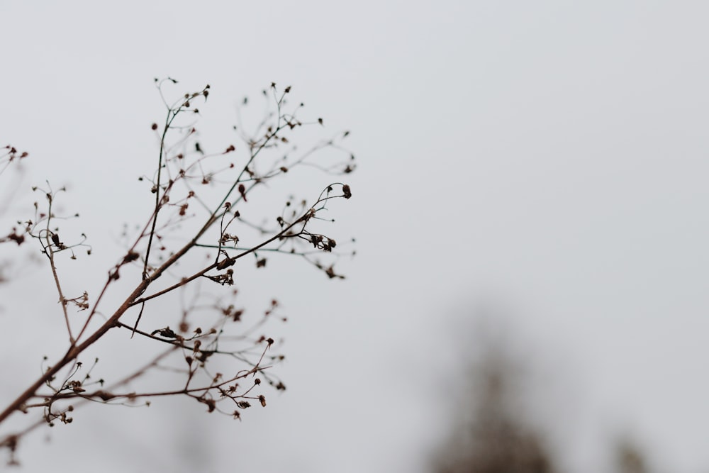 brown leafless tree during daytime