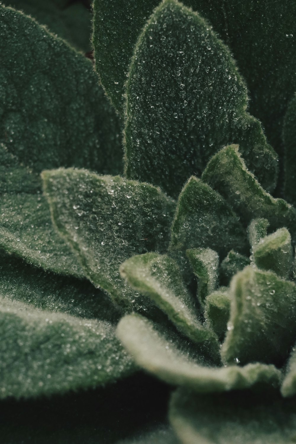 green leaf in close up photography