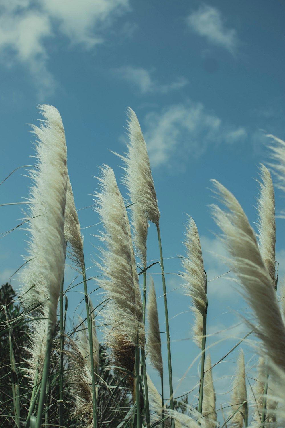 Braunes Weizenfeld unter blauem Himmel tagsüber