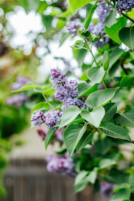 Lilac flowers with clusters of delicate purple blossoms among lush green leaves. The background is softly blurred, emphasizing the vibrant colors of the flowers and foliage.