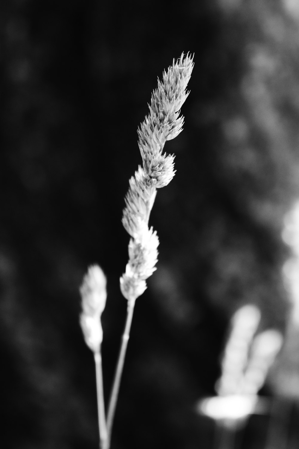 grayscale photo of wheat plant