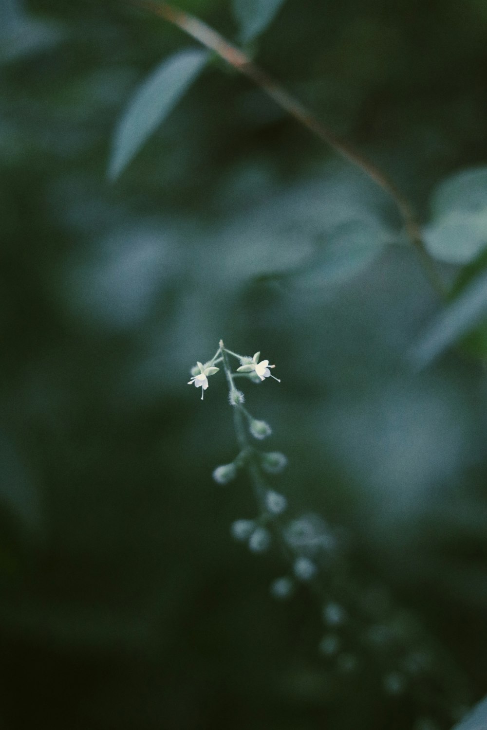 white flower in tilt shift lens