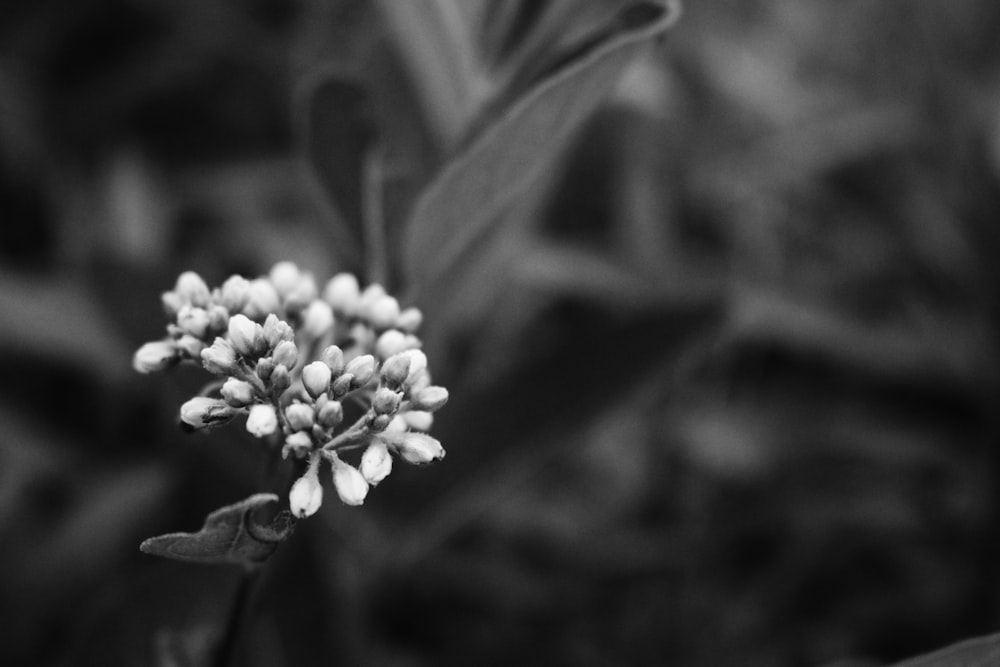 grayscale photo of white flower