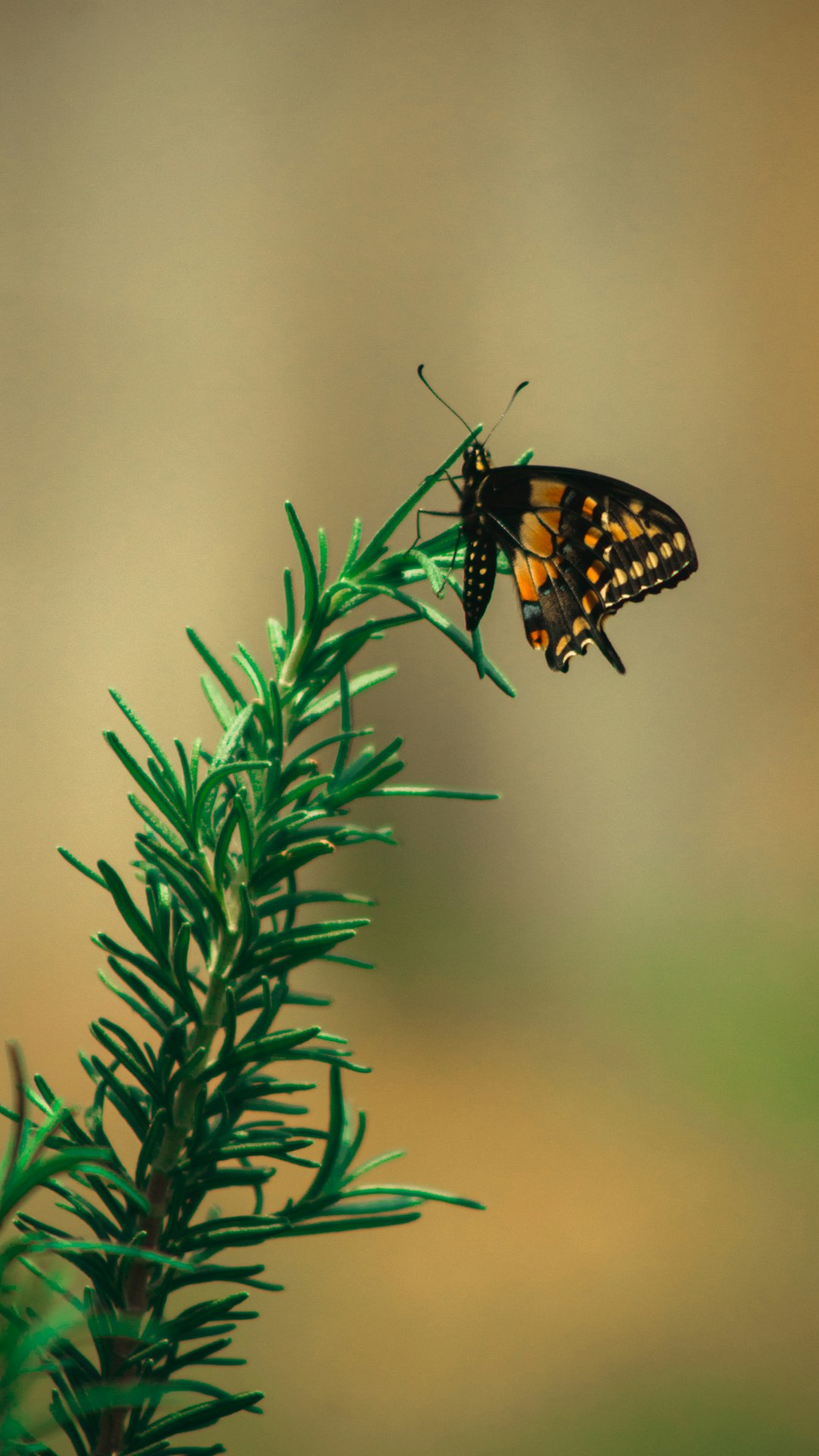 black and brown butterfly perched on green plant