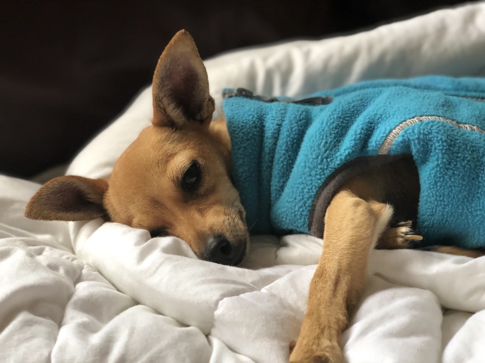 brown and white short coated dog on blue textile