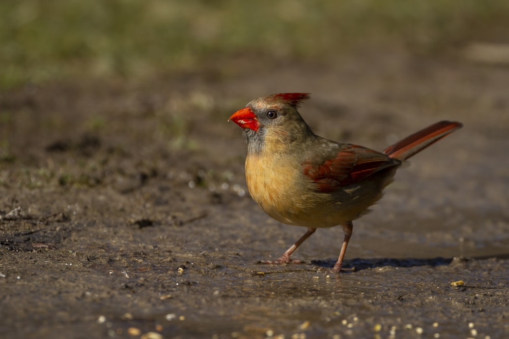 brown and red bird on gray sand during daytime