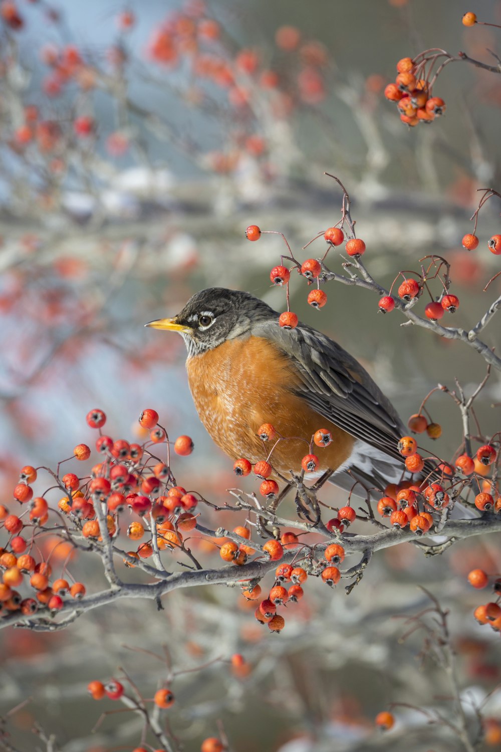 pájaro marrón y negro en la rama de un árbol marrón durante el día