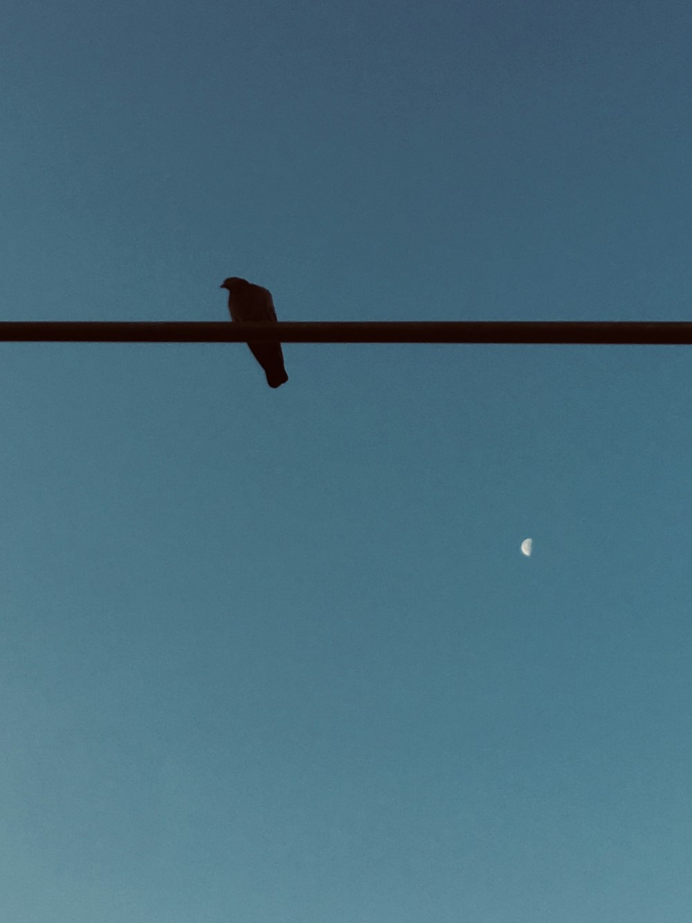 red and black bird on red metal rod during daytime