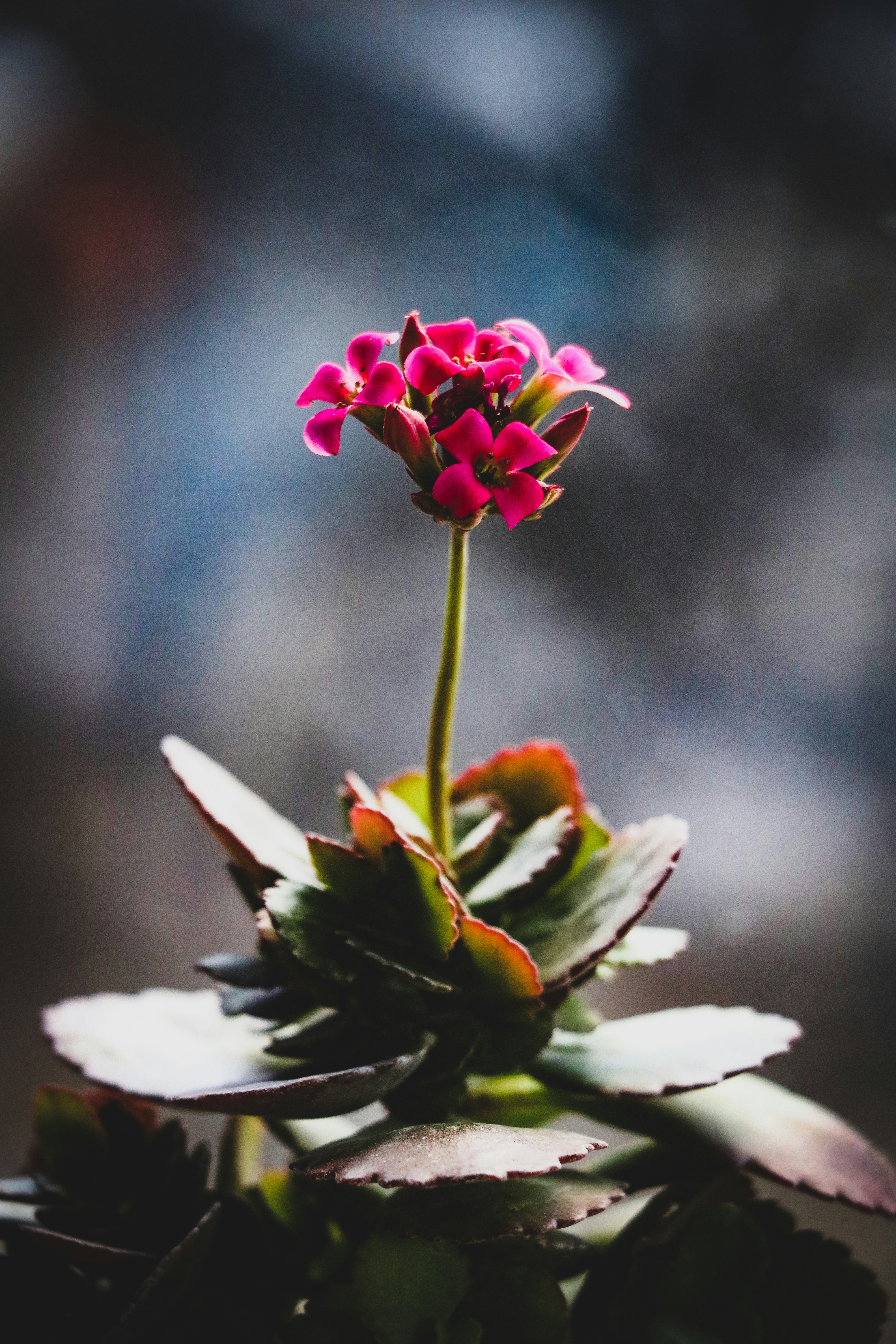 Photo by mr_iphotos