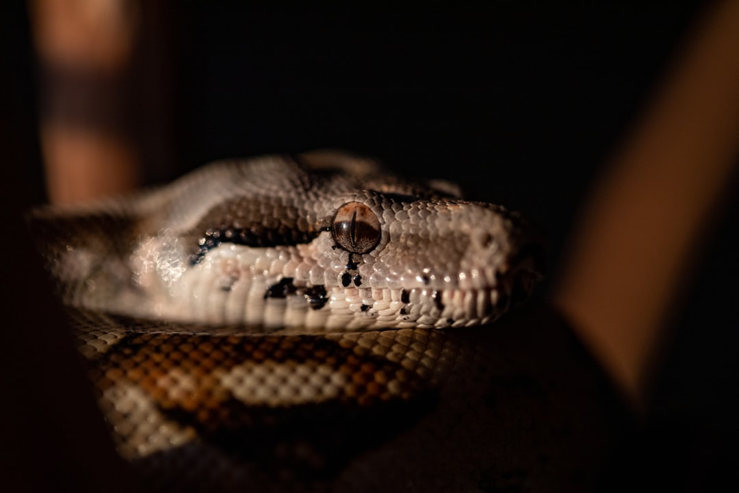 brown and black snake in close up photography