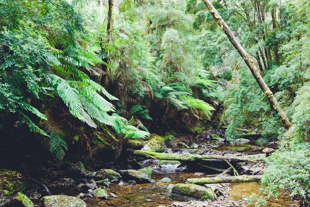 green trees on river bank