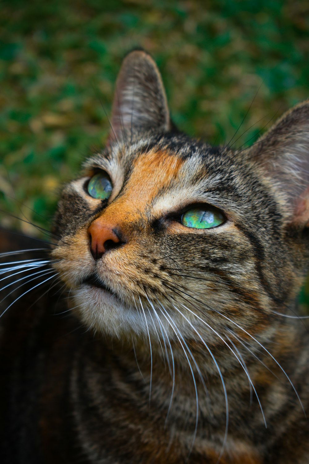 brown tabby cat in close up photography