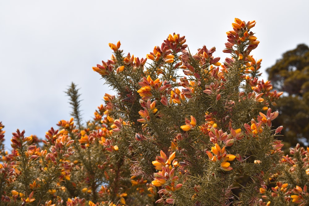 gelbe Blüten mit grünen Blättern