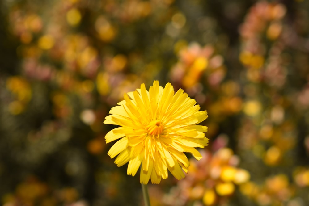 yellow flower in tilt shift lens