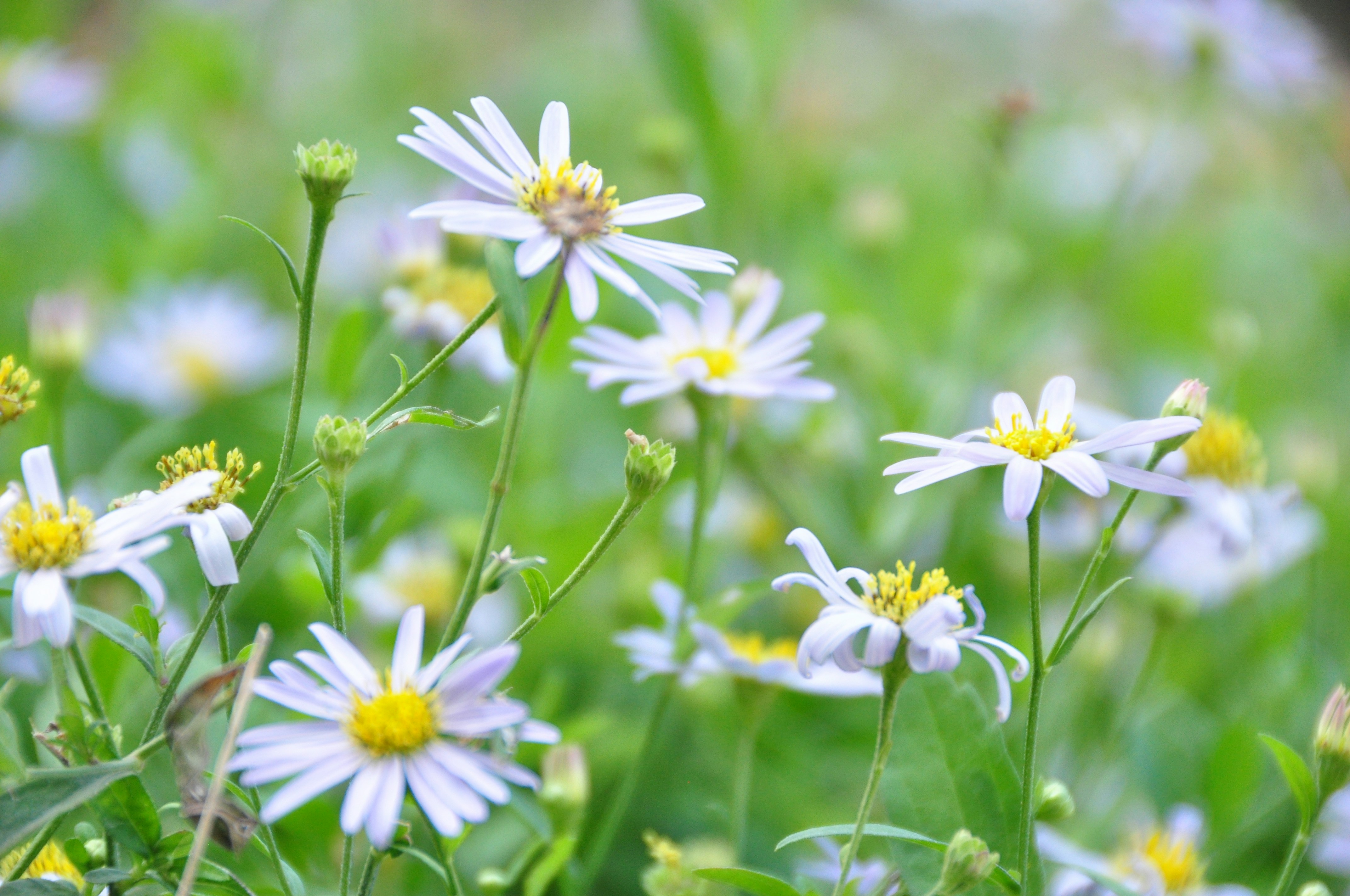 Photo by idonothingbutlove