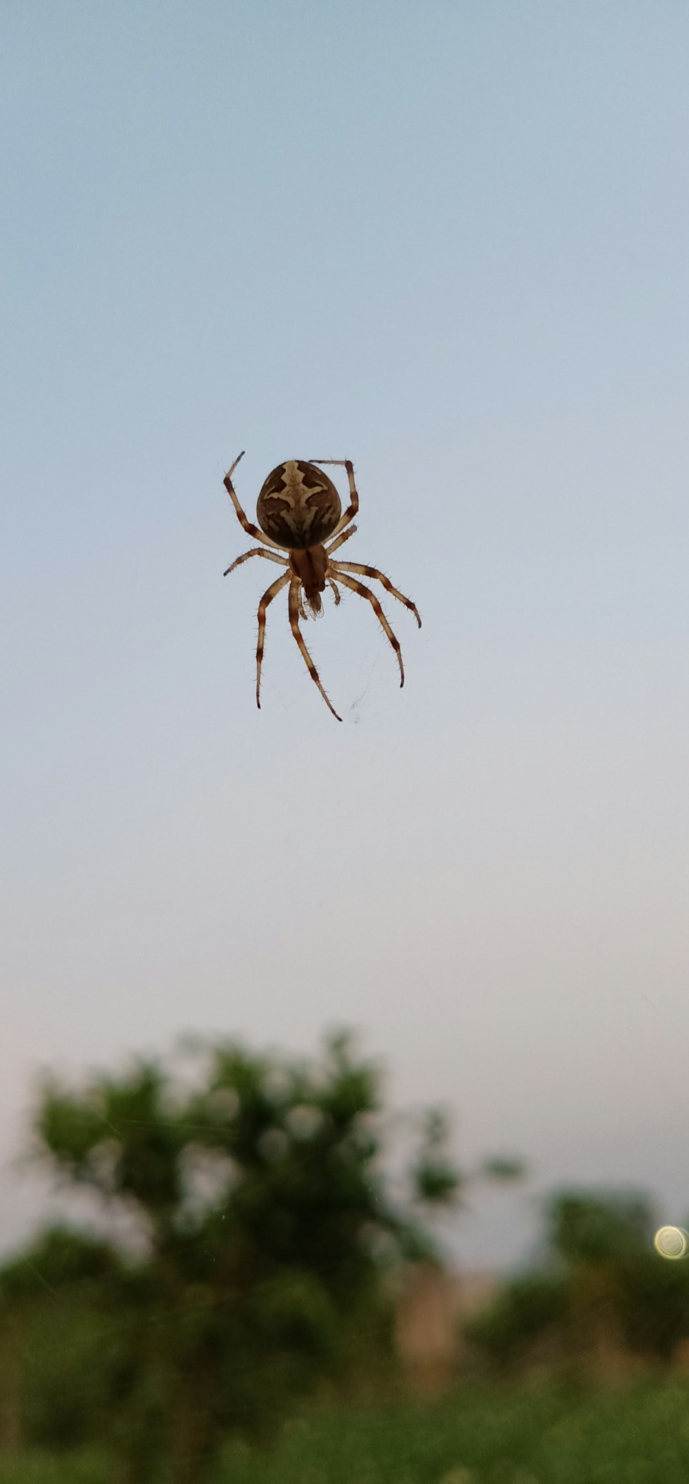 aranha marrom na teia durante o dia