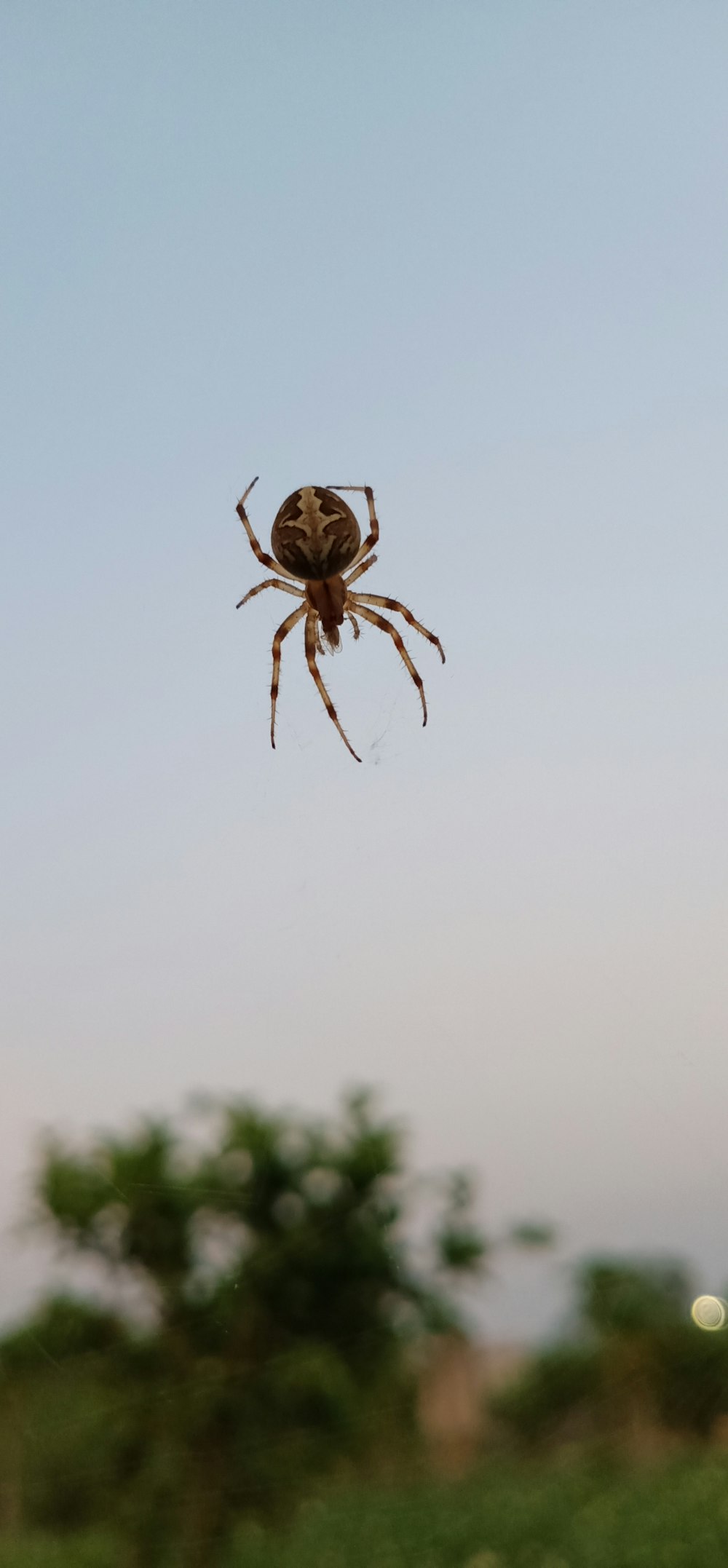 낮 동안 웹에 갈색 거미