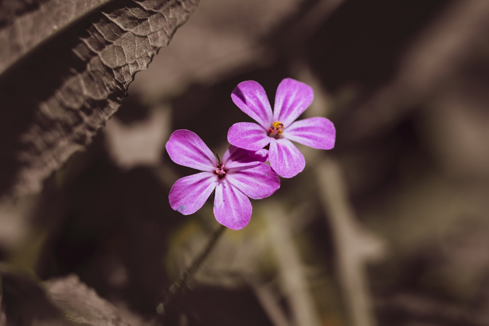 purple 5 petaled flower in bloom