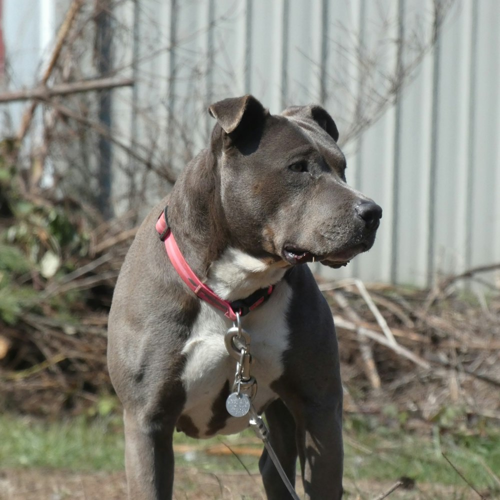 black and white short coated dog