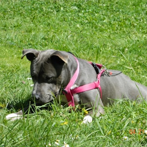 Pit Bull Essentials for Owners