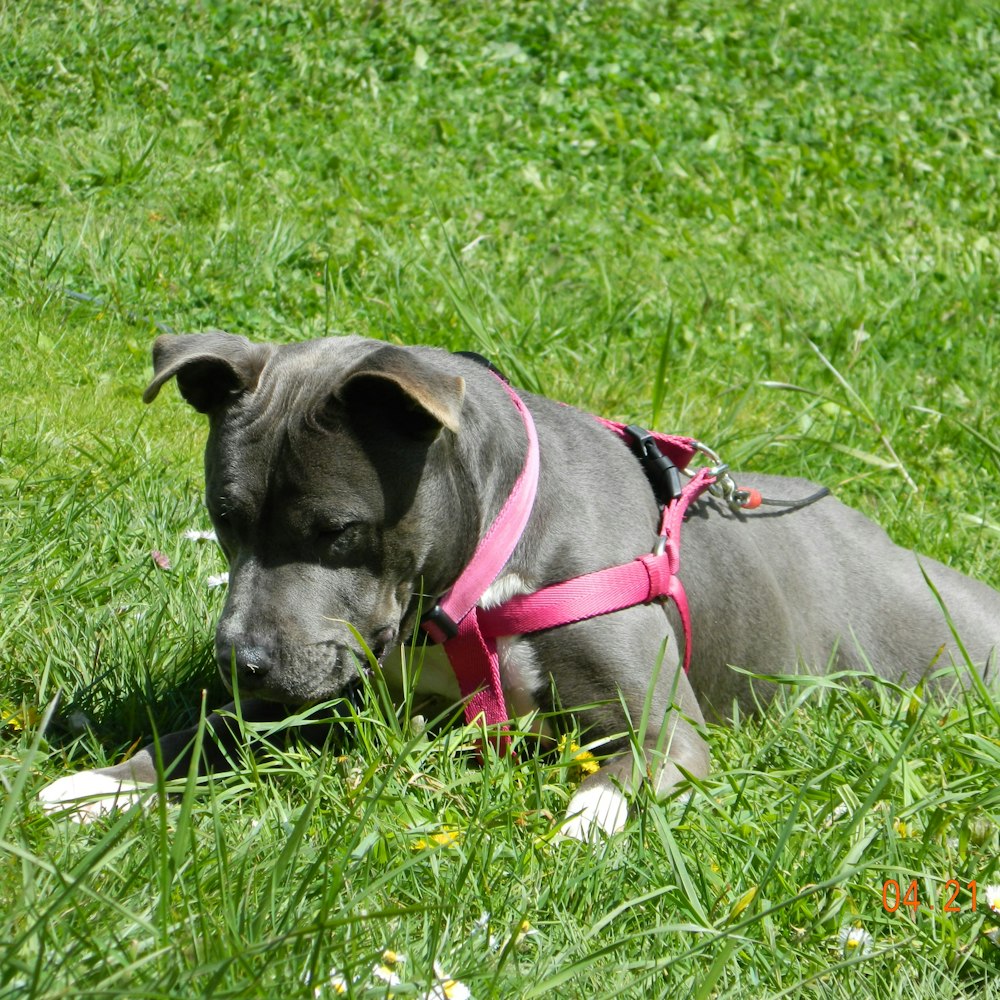 gray short coated dog lying on green grass field during daytime